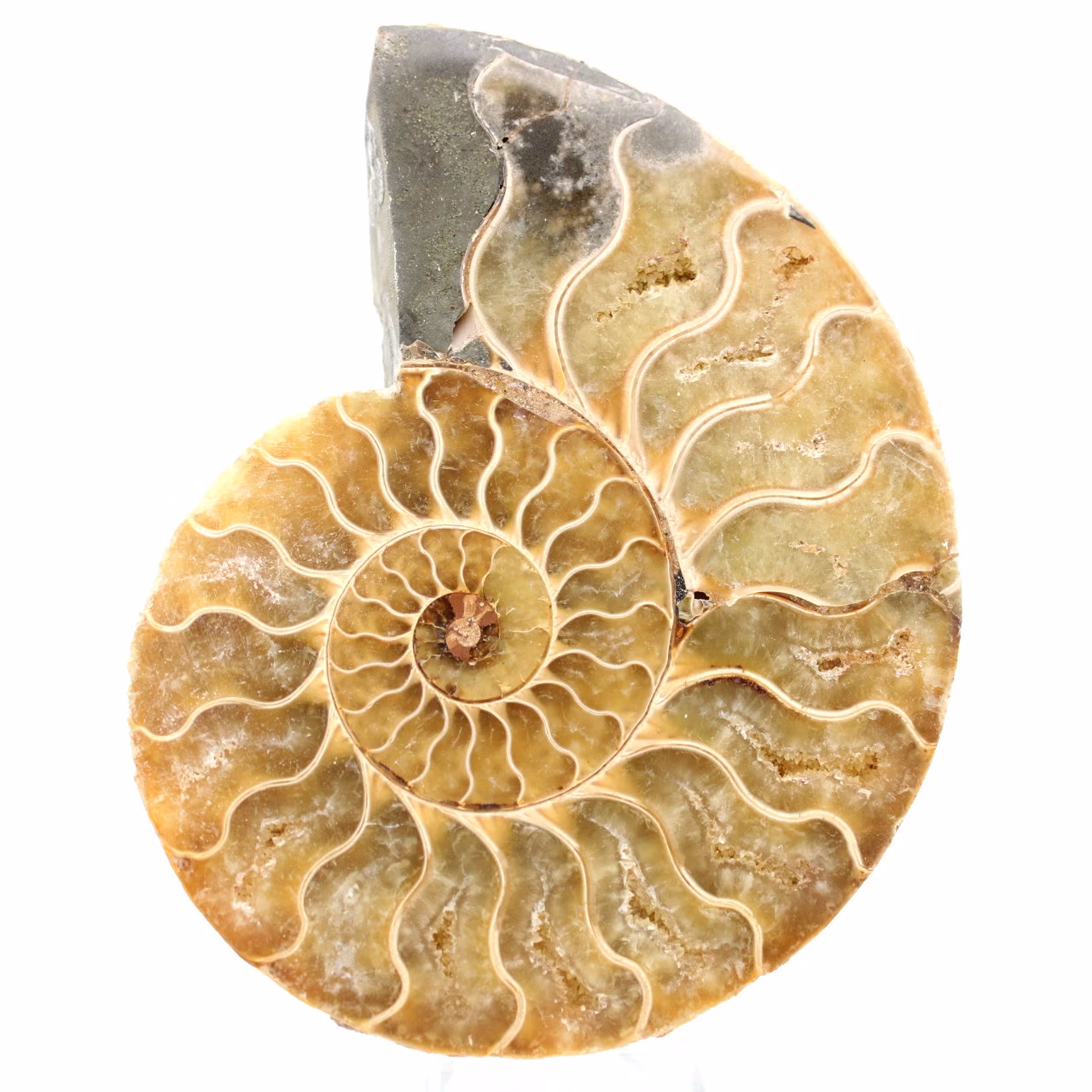 Polished sawn ammonite