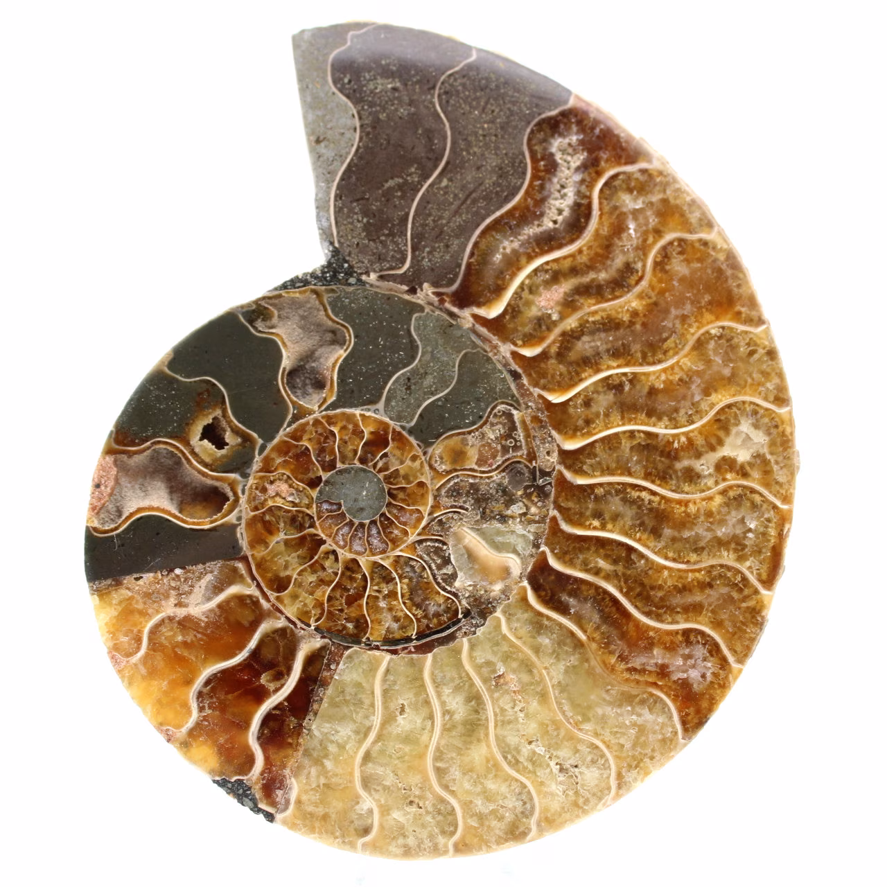 Ammonite from Madagascar
