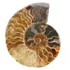 Ammonite fossil one piece - 0