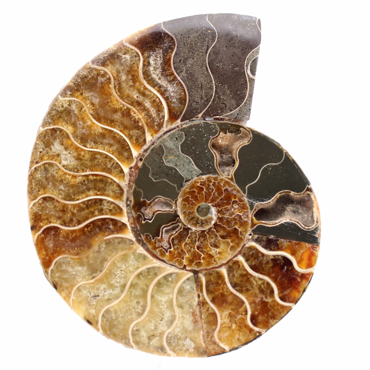 Ammonite fossil one piece