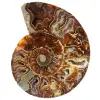 Polished sawn ammonite - 0