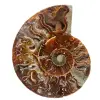 Fossil ammonite from Madagascar - 0