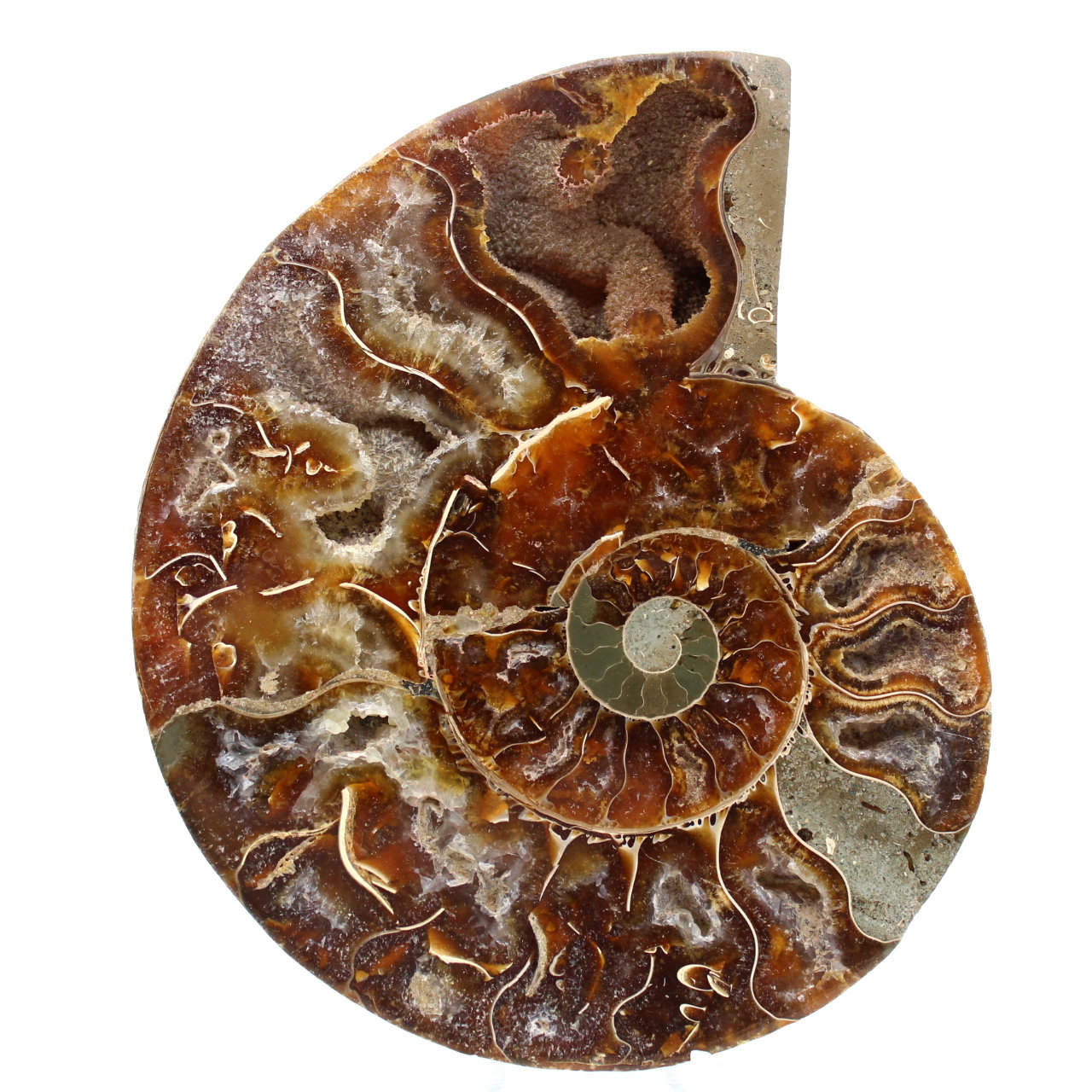Fossil ammonite from Madagascar