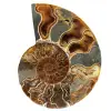 Polished sawn ammonite - 0