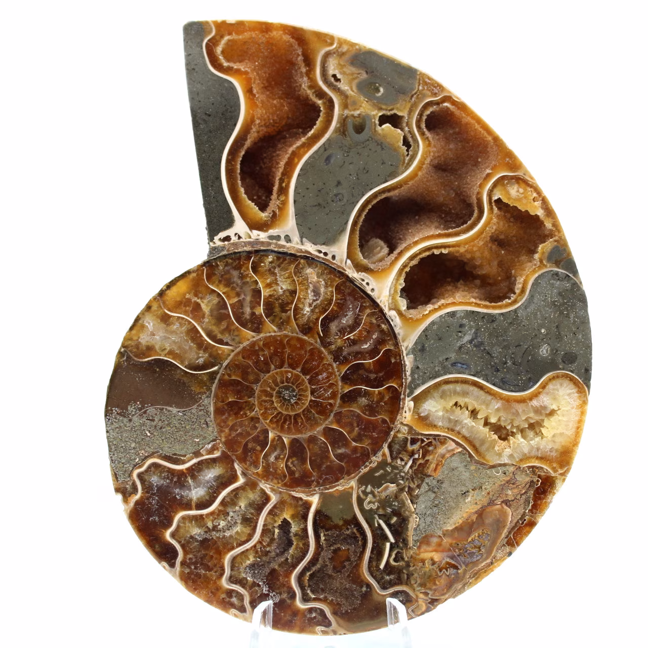 Polished sawn ammonite