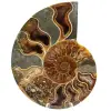 Fossil ammonite from Madagascar - 0
