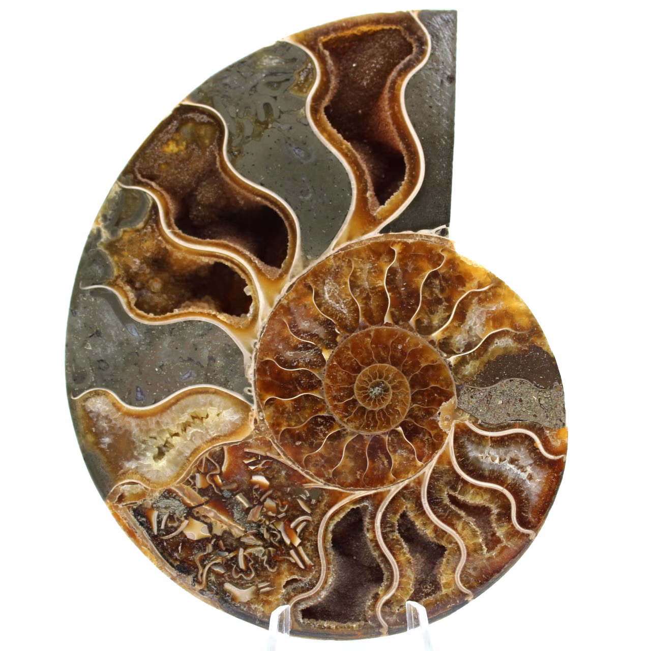 Fossil ammonite from Madagascar