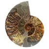 Ammonite from Madagascar - 0