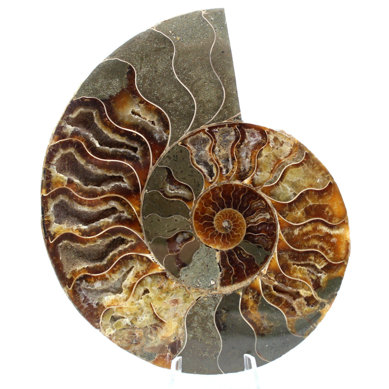 Ammonite from Madagascar