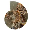 Ammonite fossil one piece - 0