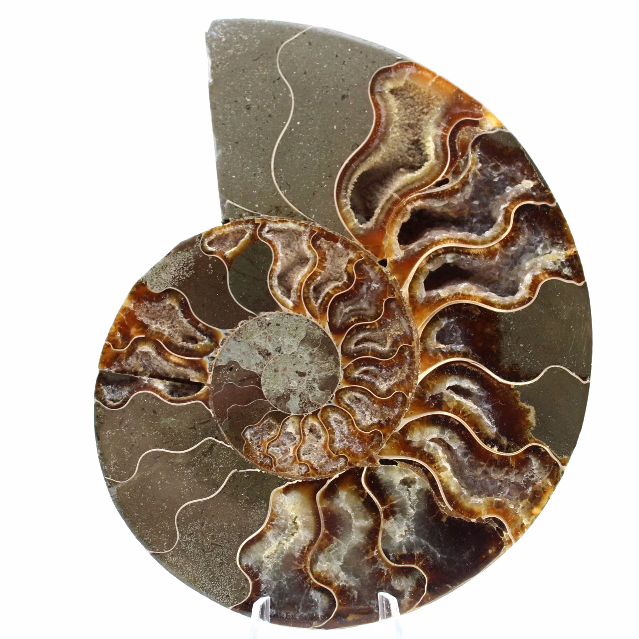 Ammonite fossil one piece