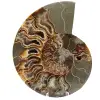 Polished sawn ammonite - 0