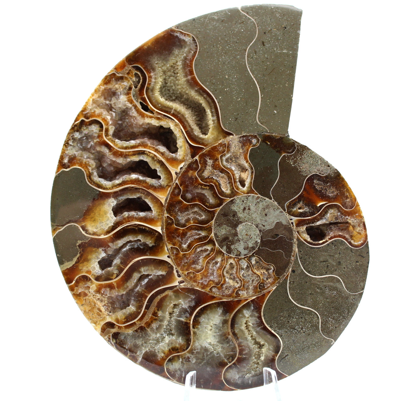 Polished sawn ammonite
