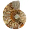 Ammonite from Madagascar - 0