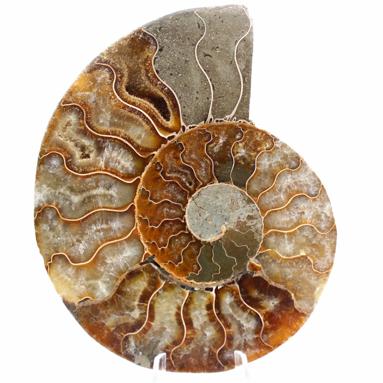 Ammonite from Madagascar