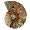 Ammonite fossil one piece - 0