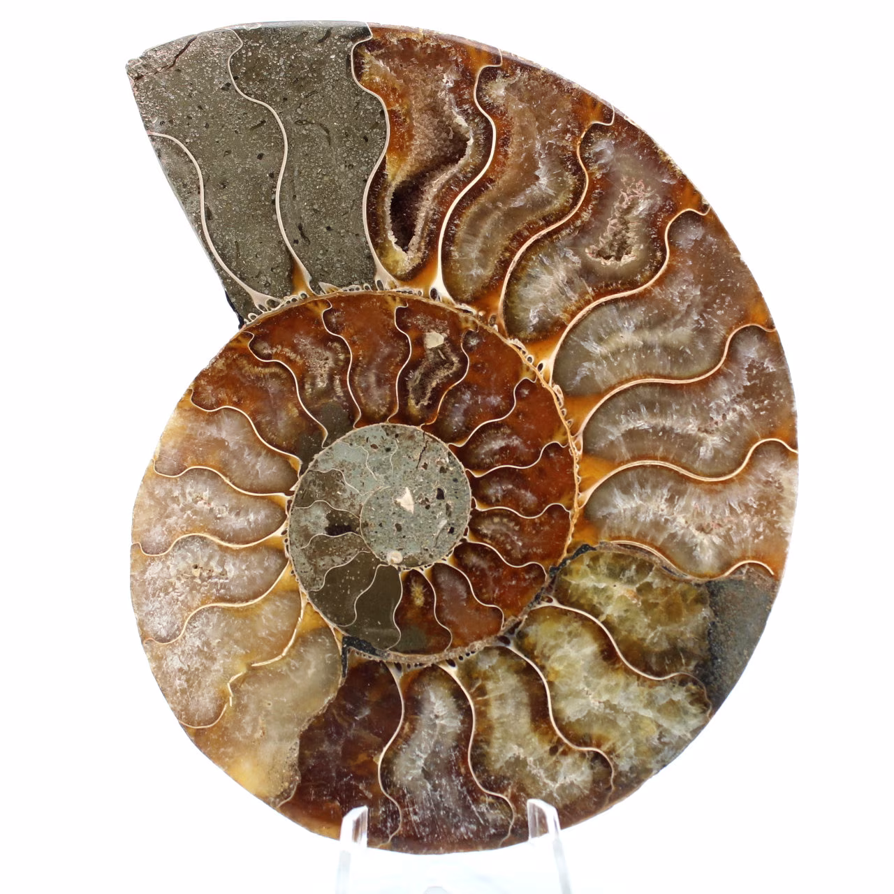 Ammonite fossil one piece