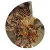 Polished sawn ammonite - 0