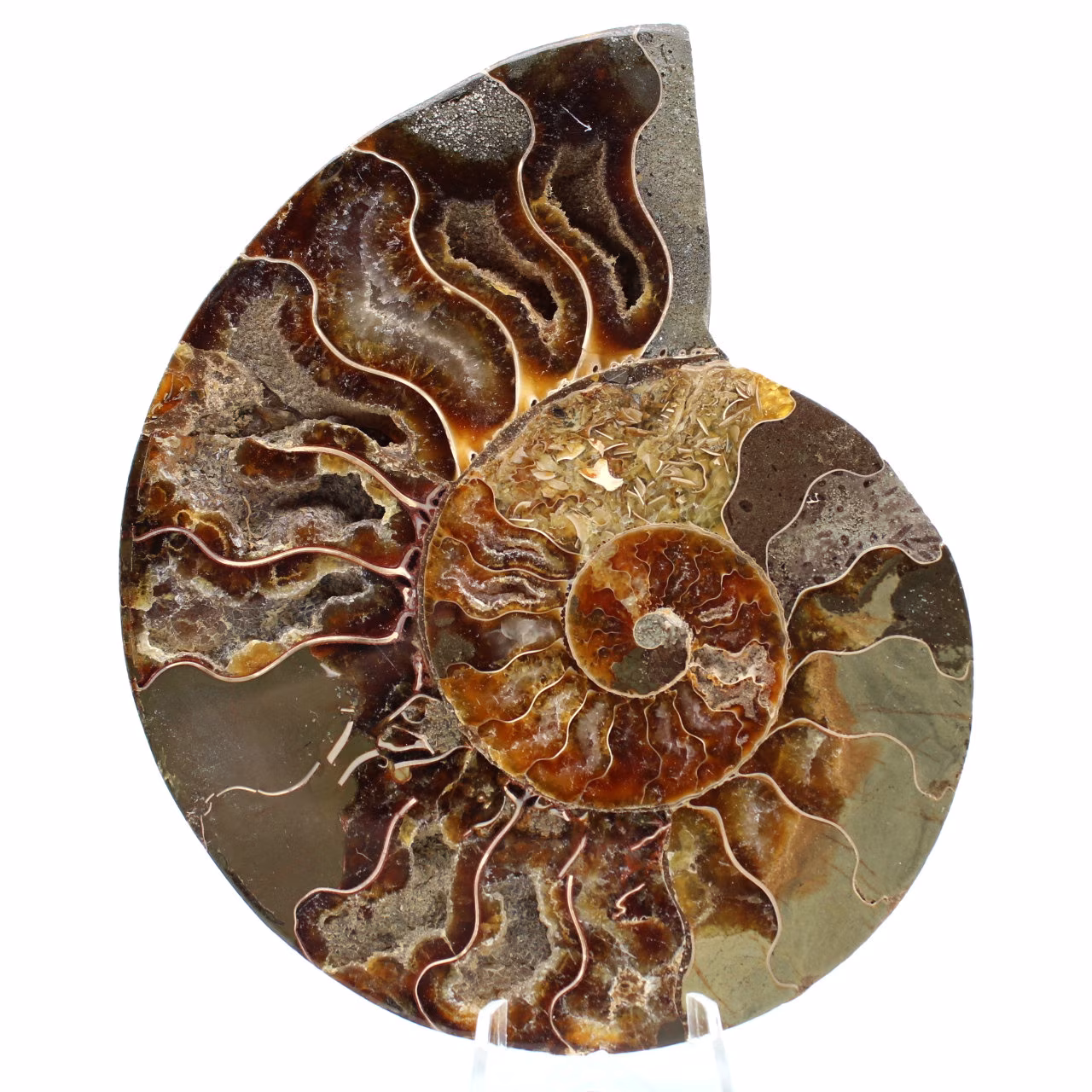Polished sawn ammonite