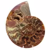 Ammonite de Madagascar