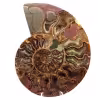 Fossile d'ammonite une pièce