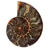 Fossil ammonite from Madagascar - 0