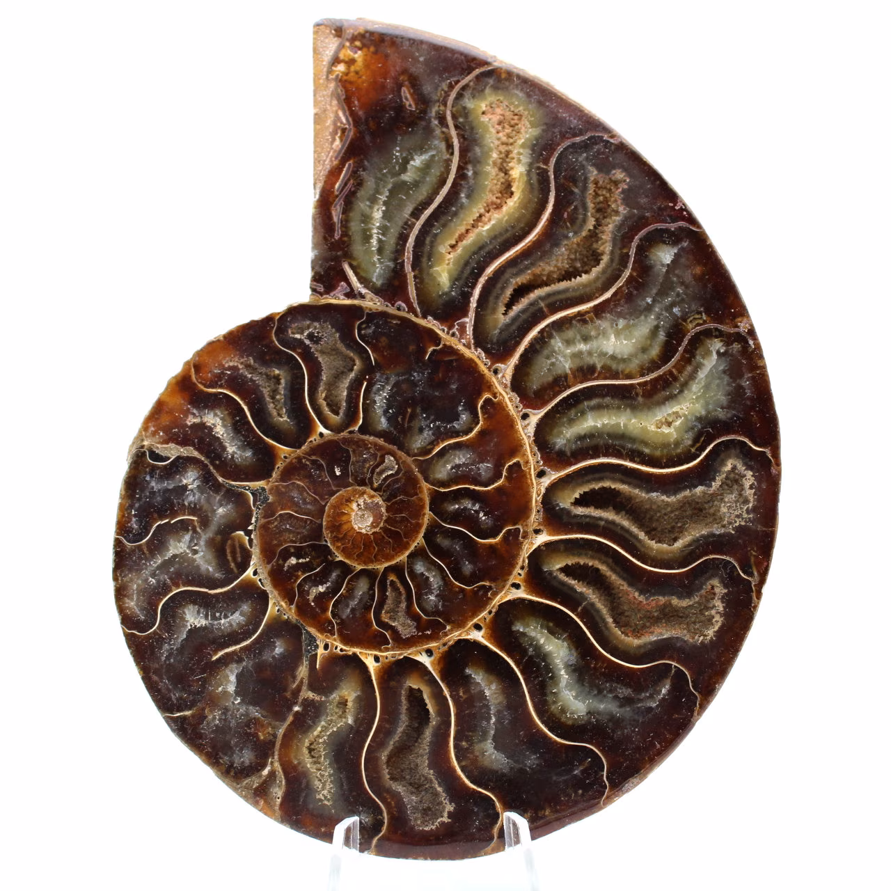 Fossil ammonite from Madagascar