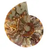 Ammonite from Madagascar - 0