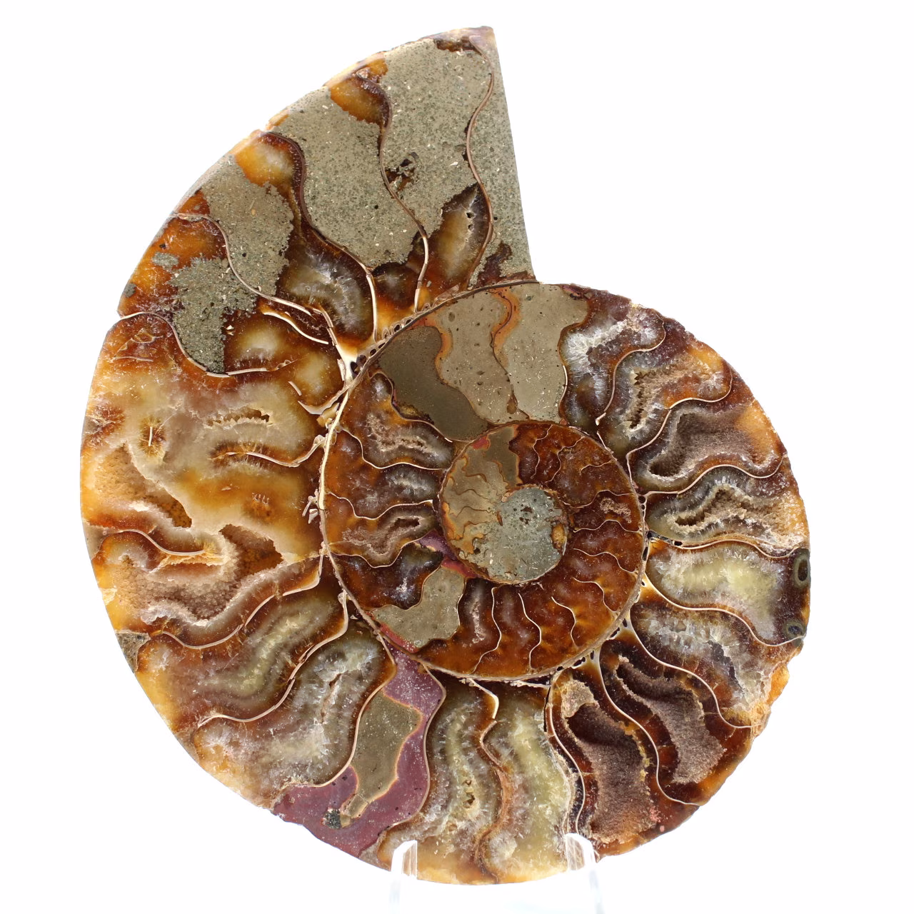 Ammonite from Madagascar
