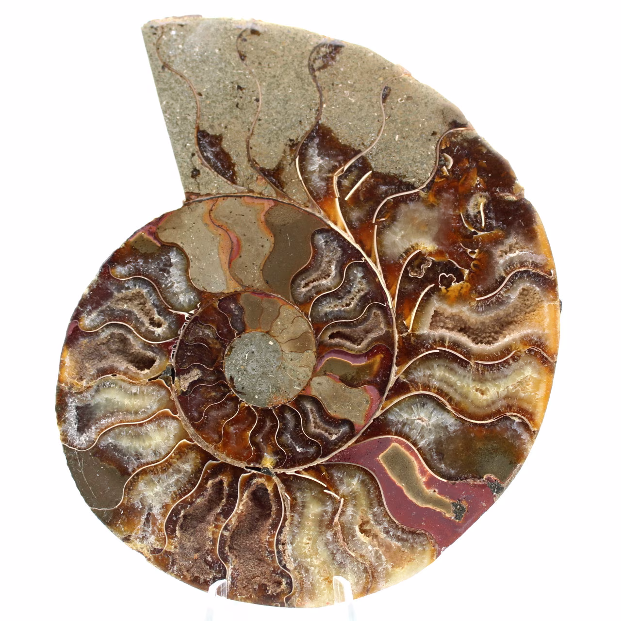Ammonite fossil one piece