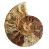 Polished sawn ammonite - 0