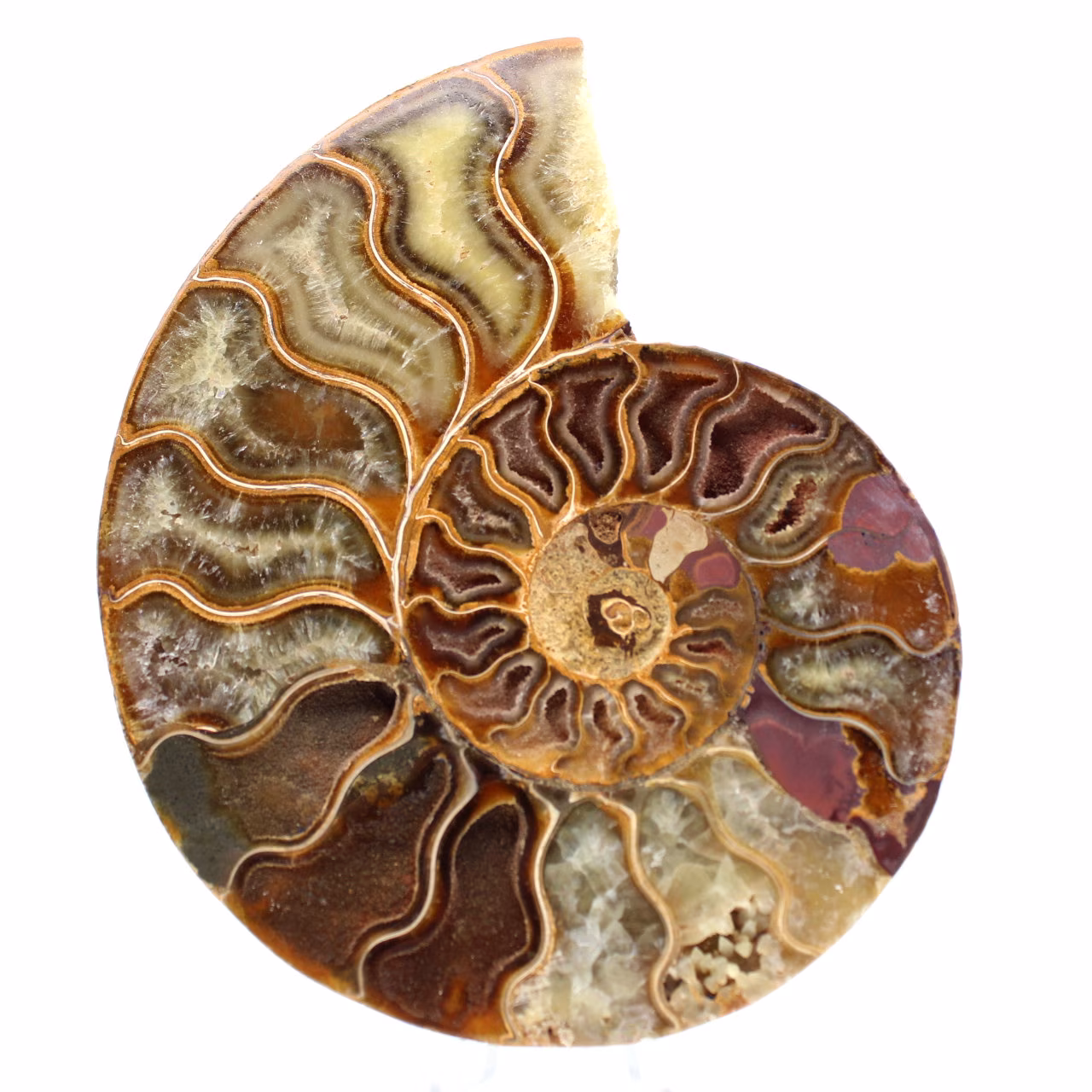 Polished sawn ammonite
