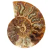 Fossil ammonite from Madagascar - 0