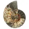 Ammonite from Madagascar - 0