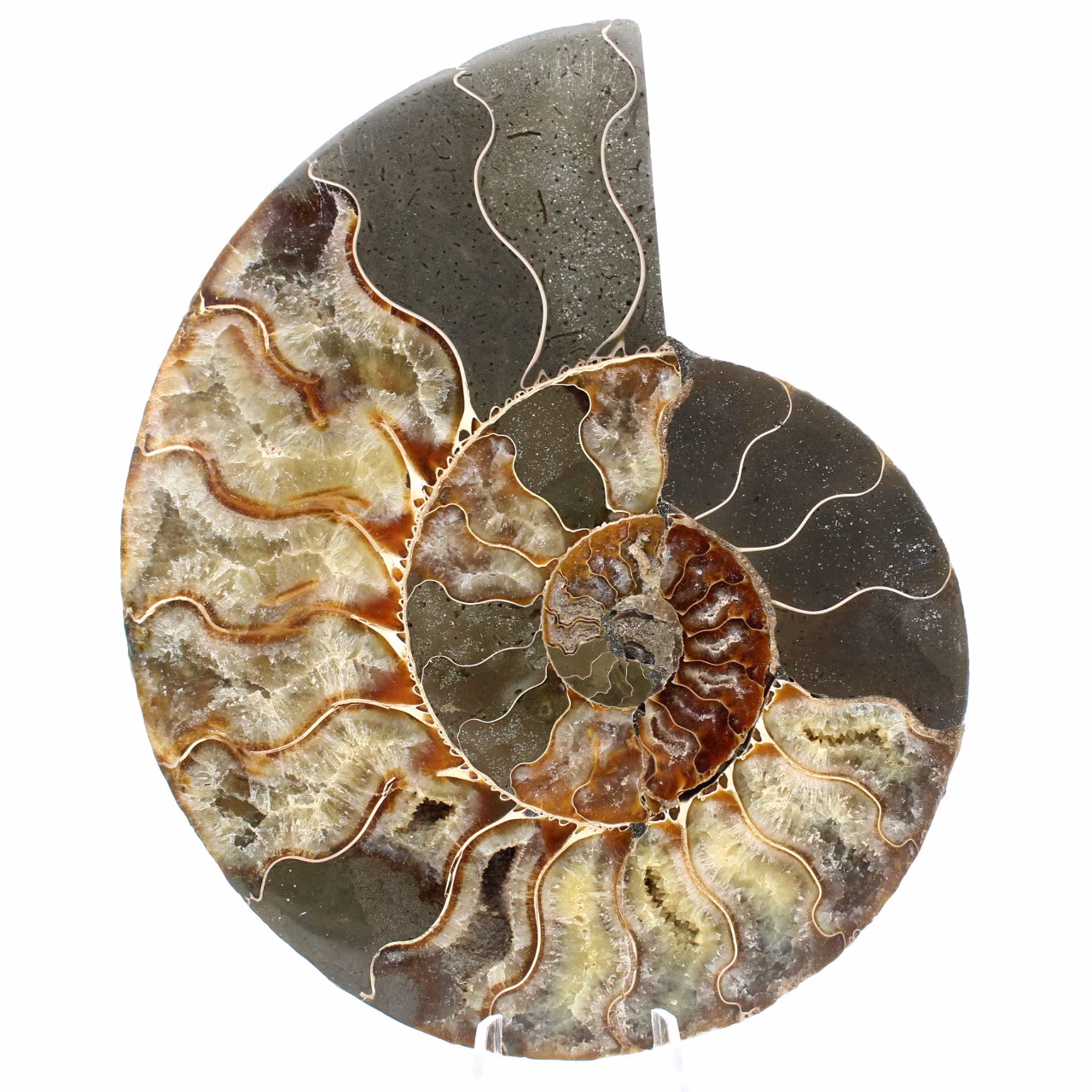 Ammonite from Madagascar