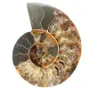 Ammonite fossil one piece - 0