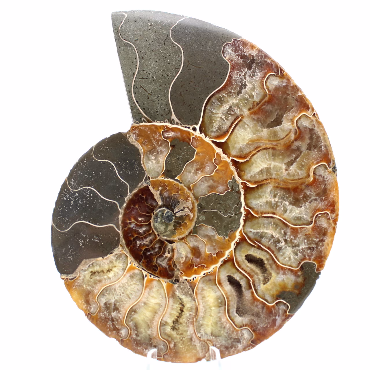 Ammonite fossil one piece