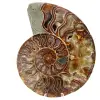 Ammonite fossil one piece - 0