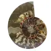 Polished sawn ammonite - 0