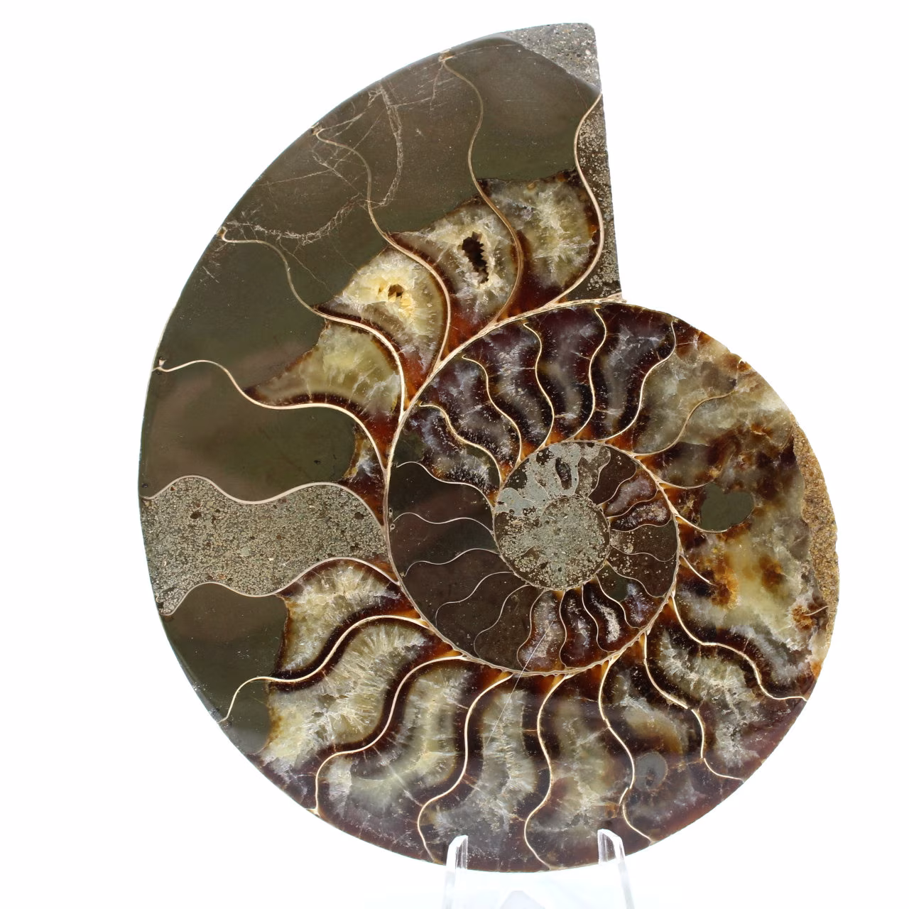 Polished sawn ammonite