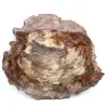 Natural silicified wood slice - 0