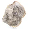 Natural polished silicified wood - 0