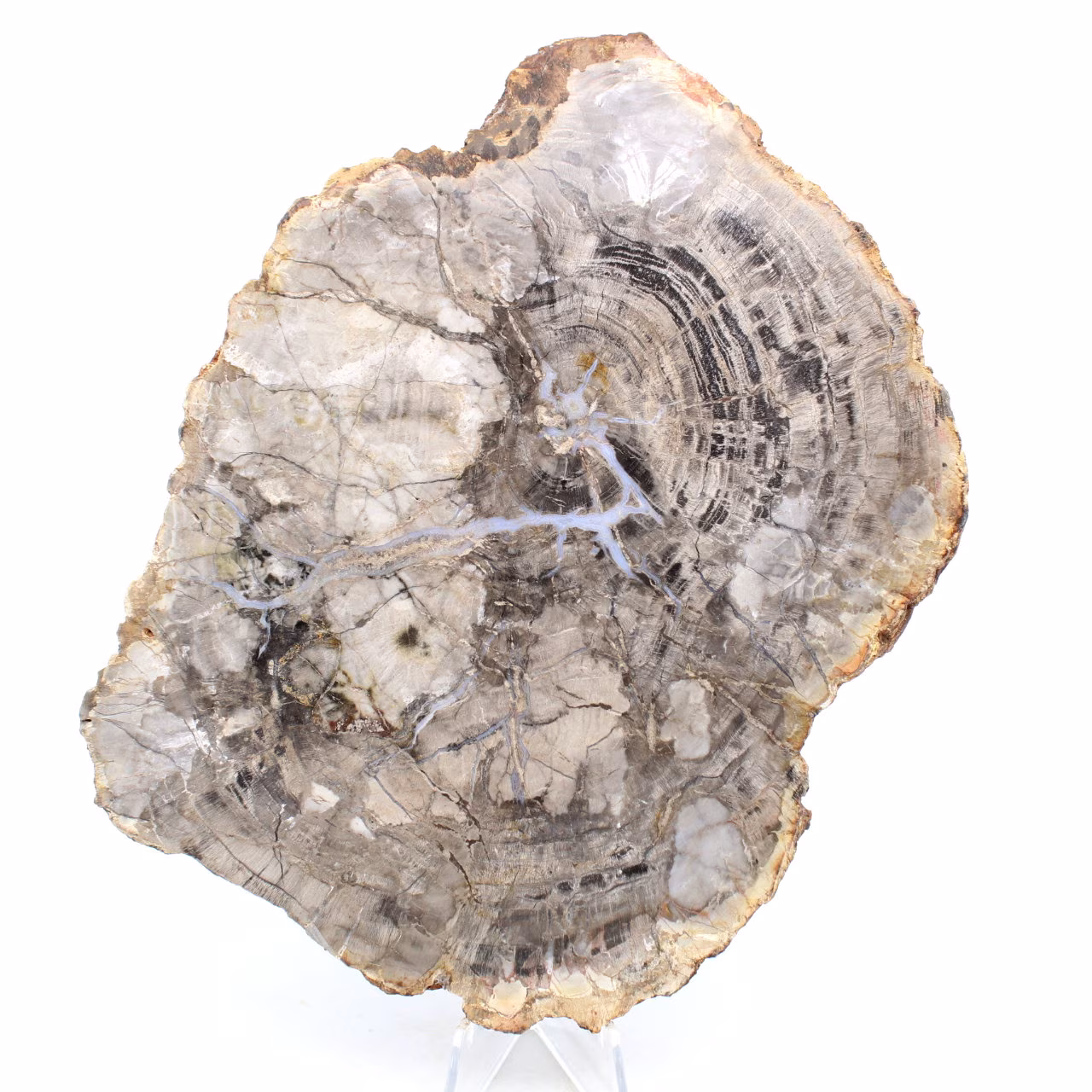 Natural polished silicified wood