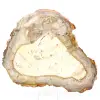 Slice of fossilized wood from Madagascar - 0