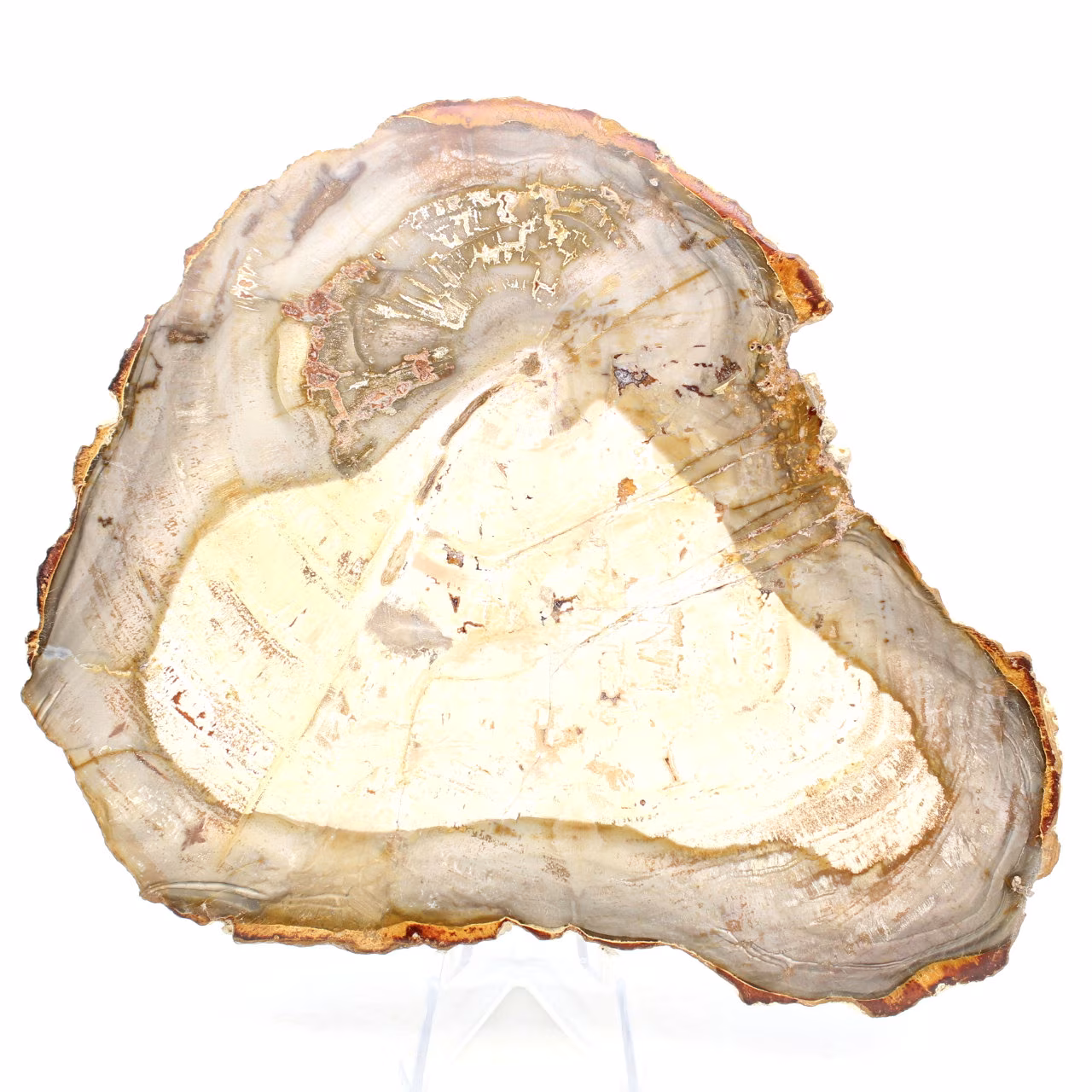 Slice of fossilized wood from Madagascar