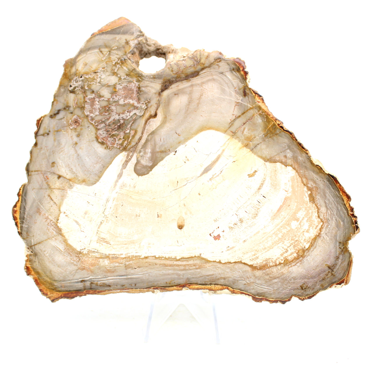 Natural polished silicified wood