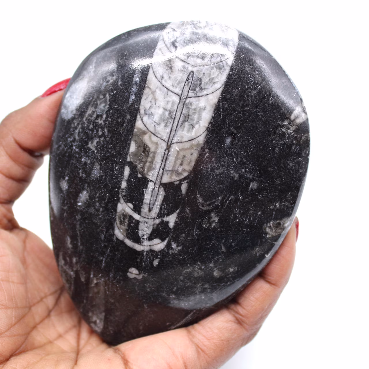 Polished fossil orthoceras