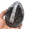 Natural orthoceras - 0