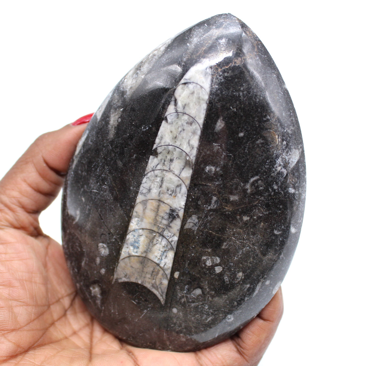 Natural orthoceras