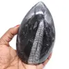 Polished natural orthoceras - 0